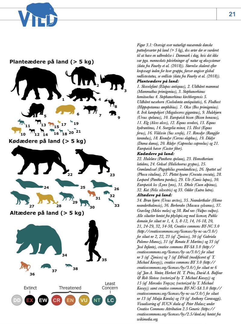 vildetanker's tweet photo. Hvis vi tænker STORT, hvilke pattedyr kan så bo i den danske natur? 

                       🐋 🐘 🐃 

Her er et bud + deres internationale rødlistestatus. 

Se mere i vores rewilding-rapport på https://t.co/vHhcTdMXRT. https://t.co/0kVTUqT1jP