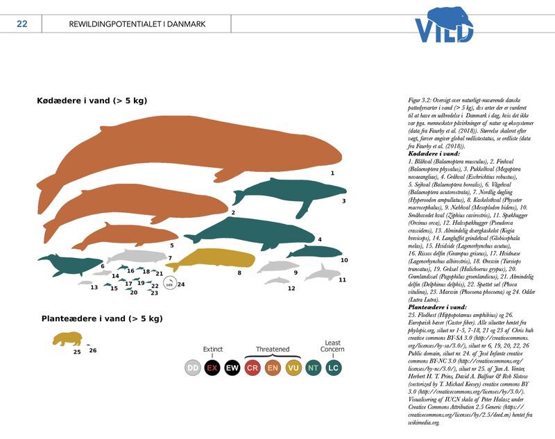 vildetanker's tweet photo. Hvis vi tænker STORT, hvilke pattedyr kan så bo i den danske natur? 

                       🐋 🐘 🐃 

Her er et bud + deres internationale rødlistestatus. 

Se mere i vores rewilding-rapport på https://t.co/vHhcTdMXRT. https://t.co/0kVTUqT1jP