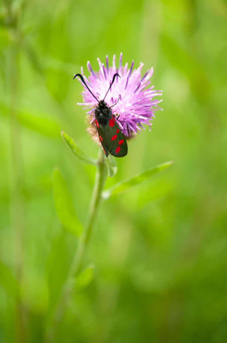 MutualEarth's tweet photo. @SpeciesEdge @RSPBScotland @savebutterflies @BuglifeScotland @ARC_Bytes @BuzzingScotland @PlantlifeScot @NatureScot @_BCT_ @HeritageFundSCO @ScotPollinators I think they're 5-spots, this is a 6-spot- look at the rear spot positioning. I've only ever seen sixes and Cinnabars. https://t.co/pKPjEyBf84