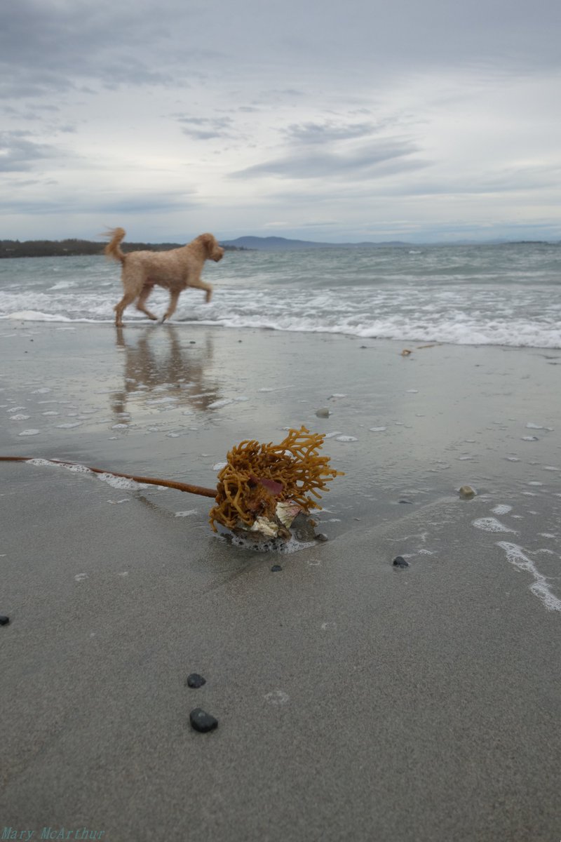~ Photobombed by Kevin the dog running after his ball at Willows Beach .. 💙🐶🌊 ~ Oak Bay, BC ~