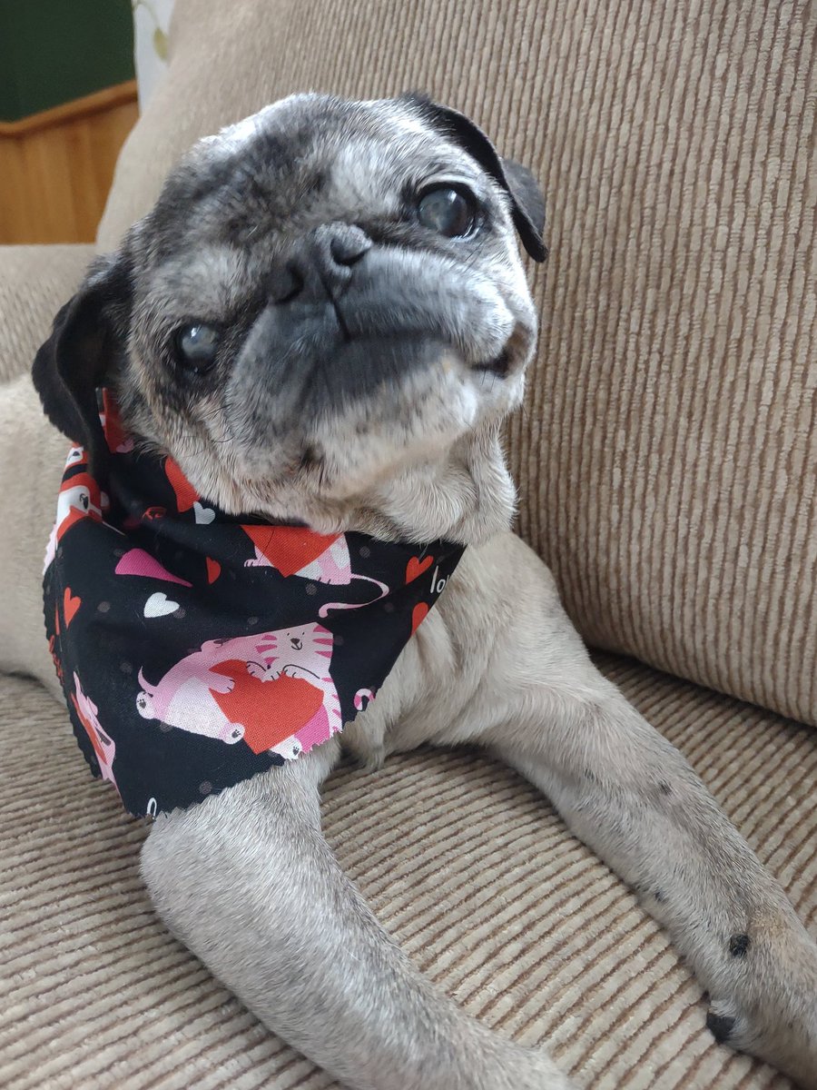 FEBRUARY IS THE MONTH FOR LOVE❤️. I WILL ALWAYS LOVE YOU FRIENDS😘(and not just in February either😂!)-ANGEL MUSHU😇 
HAPPY #ThrowbackThursday. #puglife #ValentinesDay #memories #pugsoftwitter #dogsoftwitter #dogsofx #puglove #handsome #pug #thursdayvibes #Love #February1st