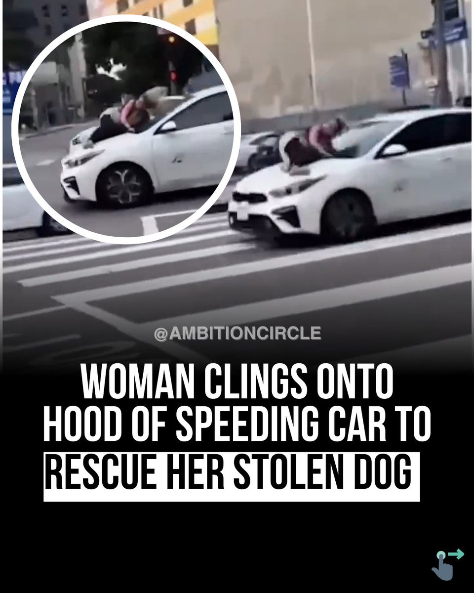greatnesaround's tweet photo. Swipe ⬅️ to see footage of a women in Los Angeles on the hood of a vehicle driven by thieves who stole her French Bulldog named Onyx. 
The victim, Ali Zacharias, chased the thieves, jumping onto the hood of a white four-door Kia Forte. https://t.co/SsBhmLAUnV