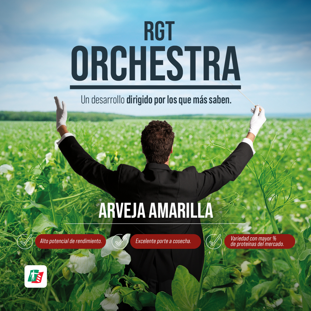 ragtsemillas_ar's tweet photo. Rotando con #arvejas estas realizando + aporte de nitrógeno al suelo y optimizando el consumo de agua. Además, su denso y homogéneo conopeo dificulta el desarrollo de malezas. #RGTOrchestra, te brinda mayor potencial de rendimiento y estabilidad + ¡un PLUS en % de proteínas! 🤩🫛 https://t.co/wzIIFs5Lpa