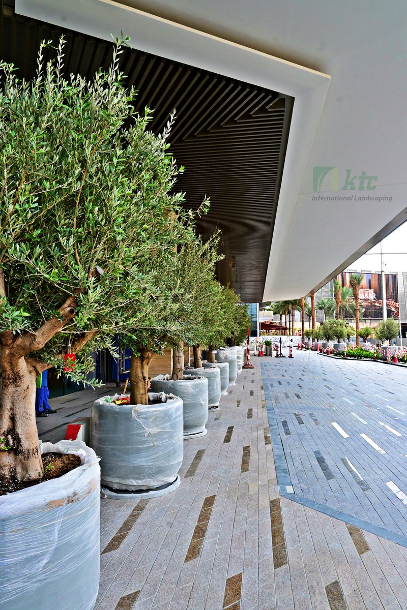 Transforming the landscape around Dubai Opera with lush Palm Trees, Shrubs, Plants and Aesthetic Stone Arrangements. 🌿 In collaboration with our client, we've created an urban oasis in just 8 months. 🏙️ #KTCInternational #DubaiOpera #Landscape #Transformation #UrbanOasis #UAE