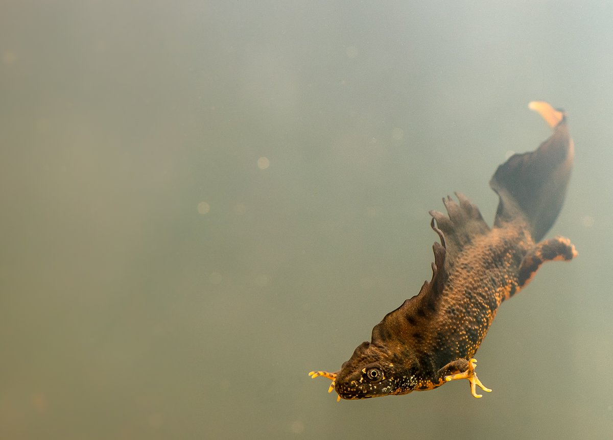 We've had a number of reports of male newts with crests, ready for the breeding season. Have you checked your own pond for newts yet? Now might be a good time to start the #GardenDragonWatch! 

Find out how👉 arc-trust.org/garden-dragon-…