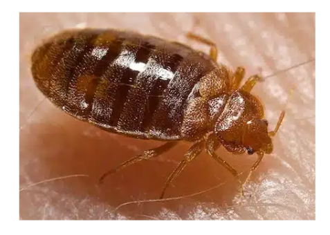 🪳BED BUGS Recognition & Management is covered in our latest Quick Hits Post here: loom.ly/AzvM4q0 🥓Can have a distinctive rash pattern 🍴Bedbugs can survive 70 days w/o a meal! 💊Treat w/Ivermectin 🫧More at @DFTBubbles #FOAMed @long_brit @petrosoniak @First10Em