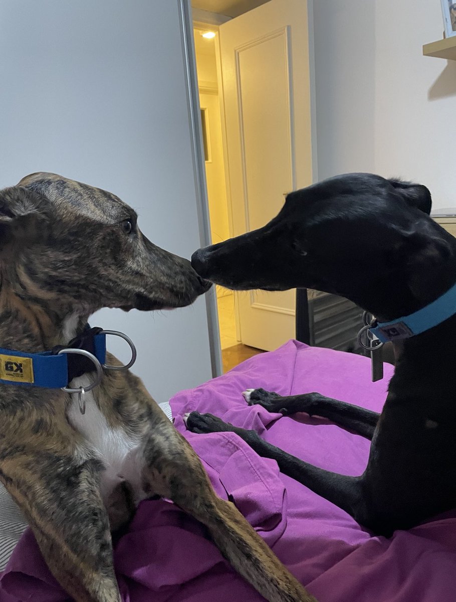 1 de febrero. Día mundial del galgo
Que por siempre sean libres, que nadie los explote ni los maltrate. 
Seguiremos desde acá luchando por que sanen, tengan hogares y familias que los amen mucho 
Déjame la foto de tu galgo o de tu amigo de 4 patas y hagamos un hilo hermoso