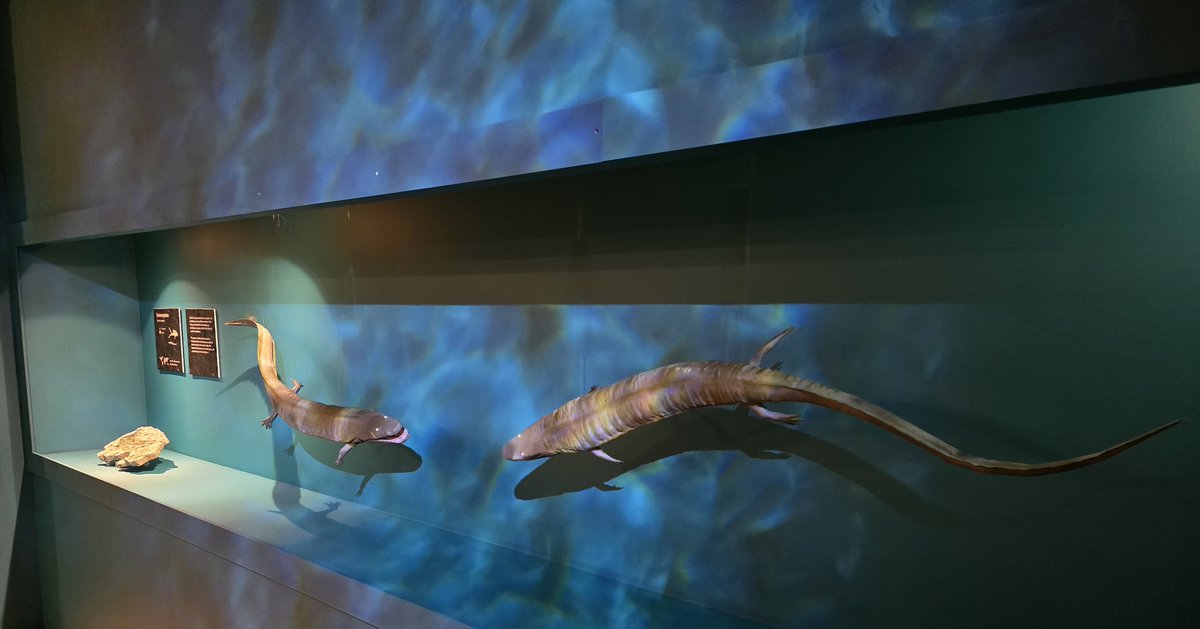 We are busy installing our new exhibition that opens this Saturday. Carboniferous Monsters: 100 million years before the Dinosaurs runs from Saturday 3 Feb until Sunday 2 June. Tickets – Adults £6, Children £3, Concessions £3, under 5’s free
#VisitStoke #SoTCityCouncil
