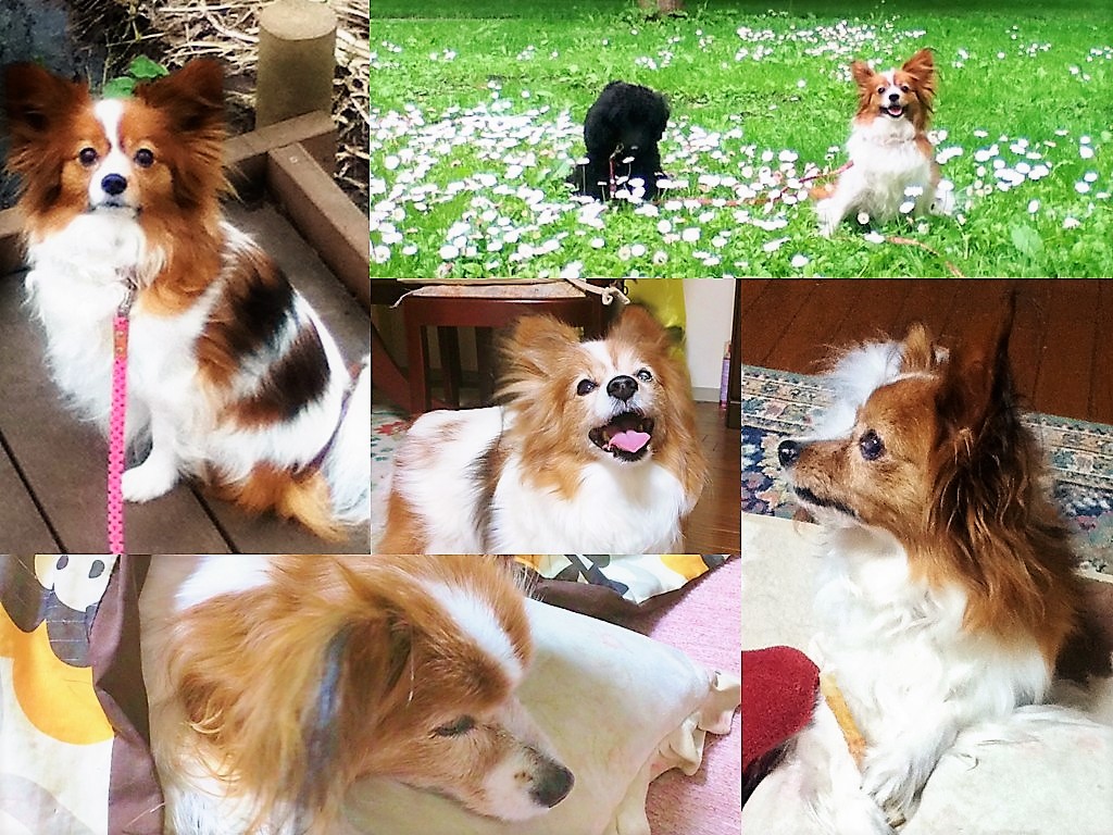 うさ＊時々かえたん tweet media