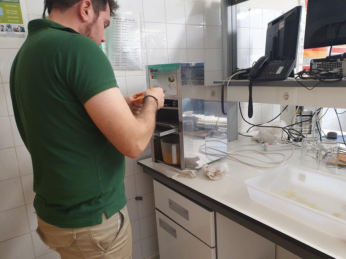 AgrocompostGVA's tweet photo. Recolectando naranja Navel Cara Cara en la Estación Experimental Agraria de Carcaixent 🍊🍊
Comparamos aplicación de estiércol vs compost y testigo.
En breve informamos de resultados👨‍🔬👨‍💻
¡Gracias por el apoyo!
@GVAagricultura 
@Chimo_gomez
@maitemaress 
@RaulMoralUMH https://t.co/84Wb25qJeM