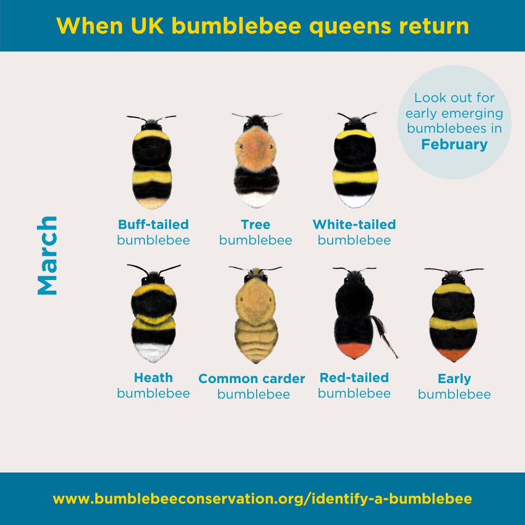 February brings us closer to the return of bumblebees – you may even be lucky enough to see some this month! 👀  

Bumblebee queens emerge from hibernation in spring, when rising temperatures and longer days awaken them from their winter snooze in the soil 👑💤
🧵 1/2