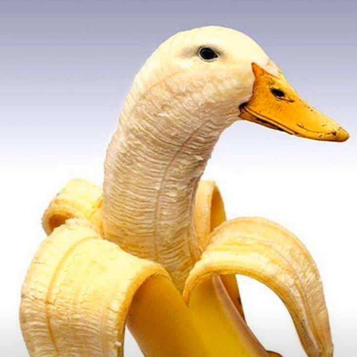 honk_sol's tweet photo. Do you still not believe in evolution? $HONK

#SOL #SOLANA #BONK #GOOSE https://t.co/eHoW3kc0QX