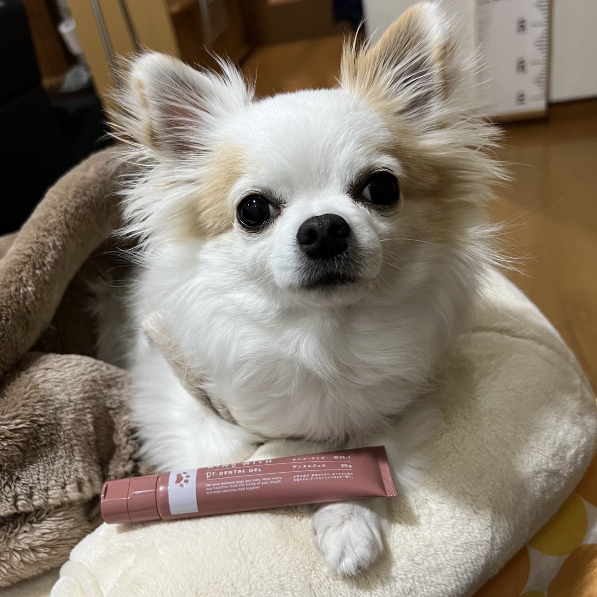 Pino_everyday11's tweet photo. おててガードで歯磨きを拒否していたピーちゃん🐶
デンタルジェルを頂いてから歯磨きが大好きになりました!!

#チワワ #犬好きさんと繋がりたい #犬のいる暮らし #愛犬  #ロングコートチワワ #ピノの日常 #4歳

#kinswith
#デンタルジェル https://t.co/H6Dxnl6jFR