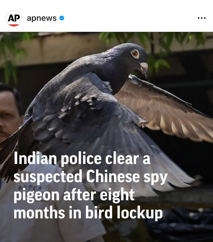 الحكومة الهندية قبضت على حمامة بائسة من ٨ شهور اعتقدو انها تحمل رسالة بالصينى قالو اكيد جاسوسة وبعد اعتقالها ٨ شهور تبين انها من تايون وعدت من عندهم بالغلط ومش بتجسس لحساب الصين ولا حاجة. تم الافراج عنها يوم الثلاثاء. الخبر صحيح ومش هزار
الهند عضو فعال فى البركيس #ضم_على_اخواتك