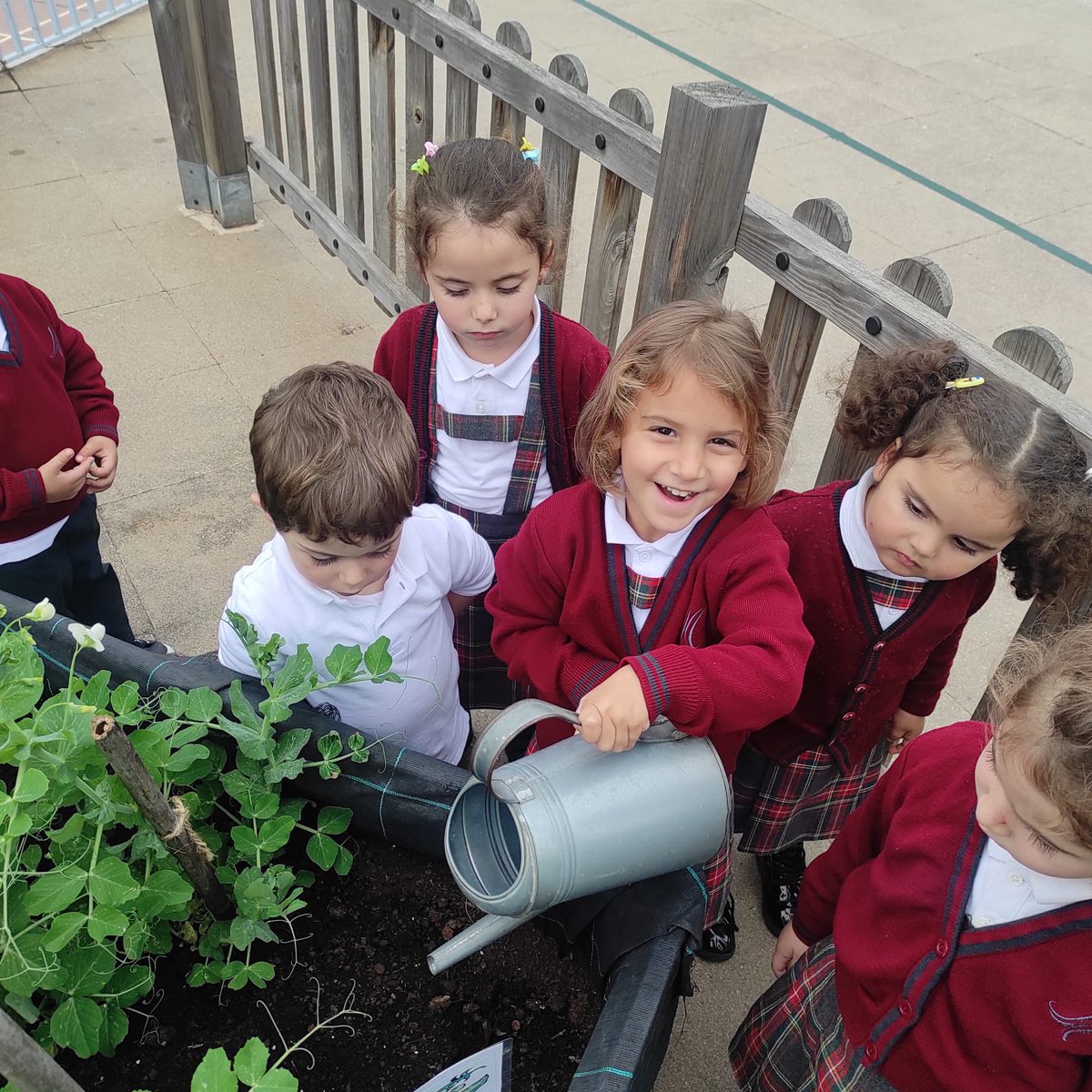 manyanetblanes's tweet photo. Els alumnes de #EI3 reguem 💦els nostres pèsols 🫛 que ja comencen a florir 🌸🤗 #hortetescolar #josocmanyanet #blanes #juntsiambesperança https://t.co/rDzBdhtNhE