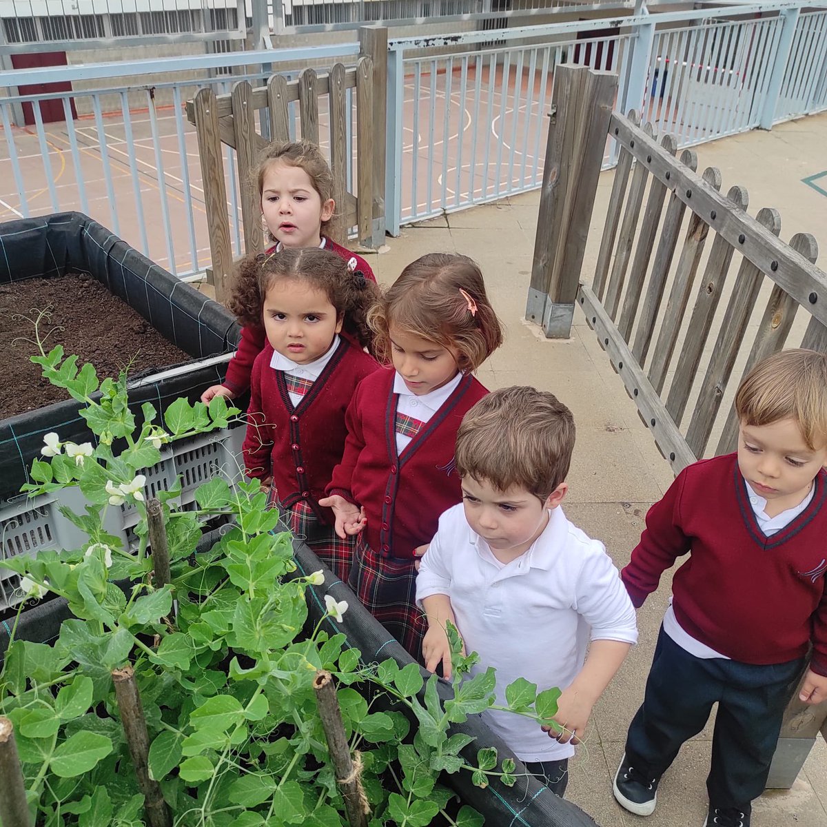 manyanetblanes's tweet photo. Els alumnes de #EI3 reguem 💦els nostres pèsols 🫛 que ja comencen a florir 🌸🤗 #hortetescolar #josocmanyanet #blanes #juntsiambesperança https://t.co/rDzBdhtNhE