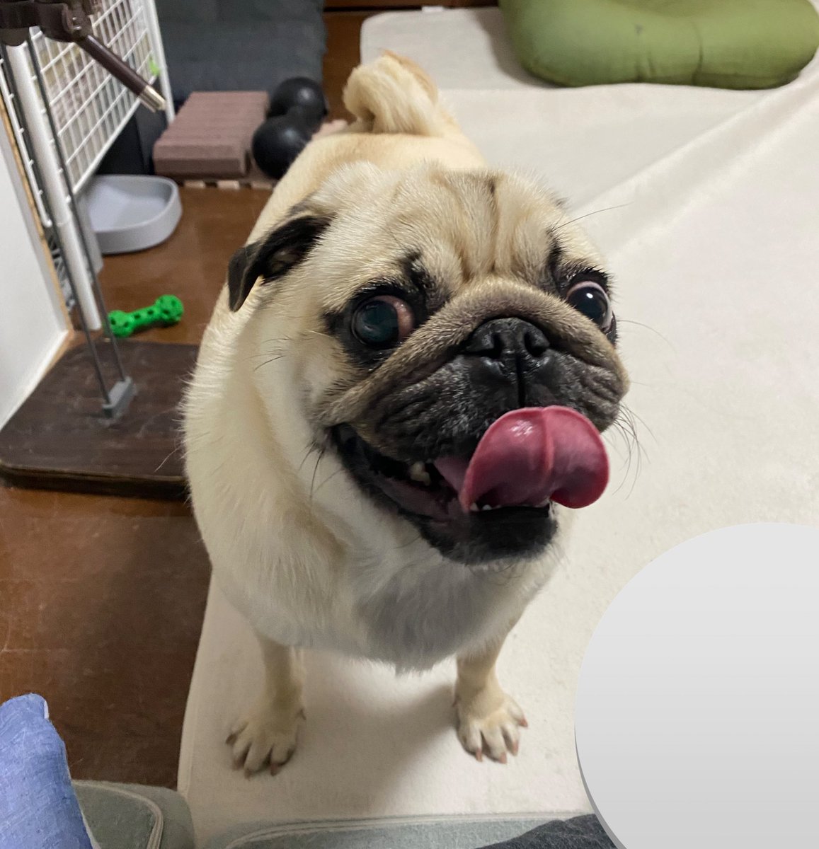 pugloverig's tweet photo. Great photographs ❤ https://t.co/cNgOgV3duw