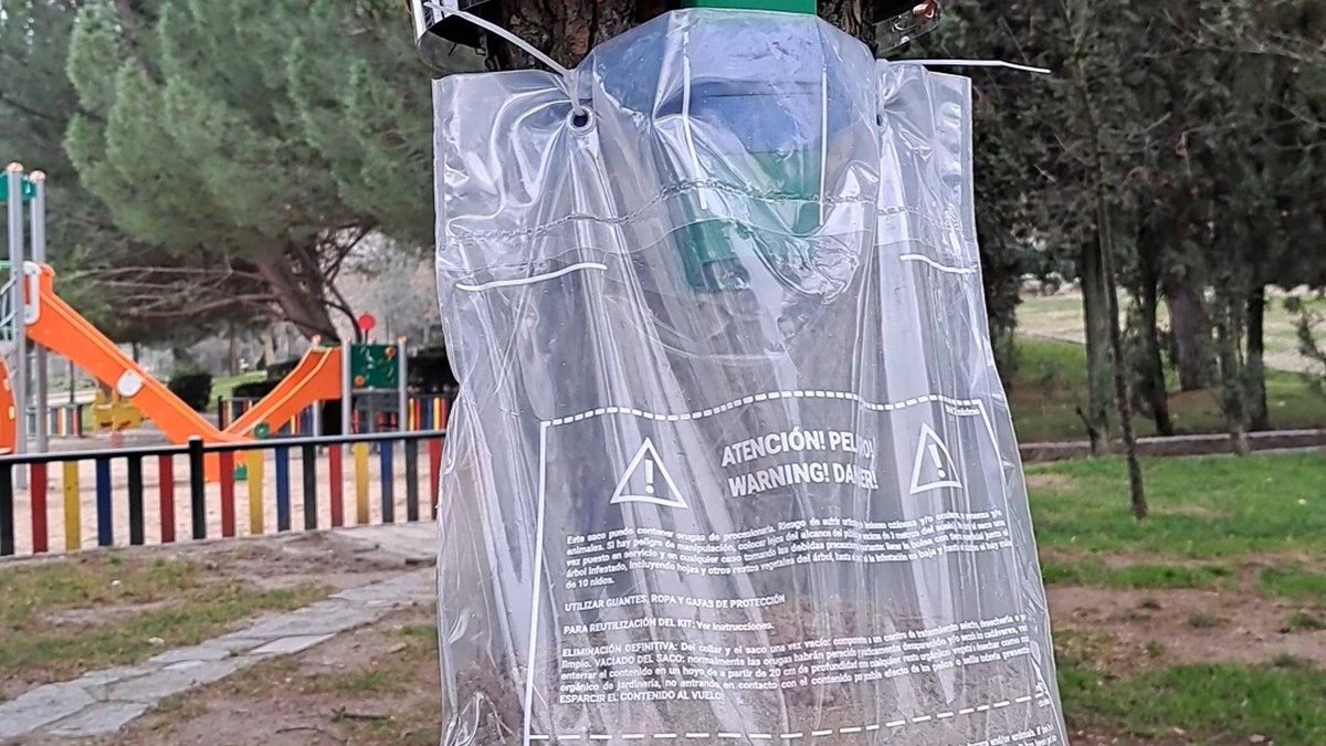 Galapagar aplica medidas de prevención sostenibles contra la oruga procesionaria bit.ly/3UoMWaj