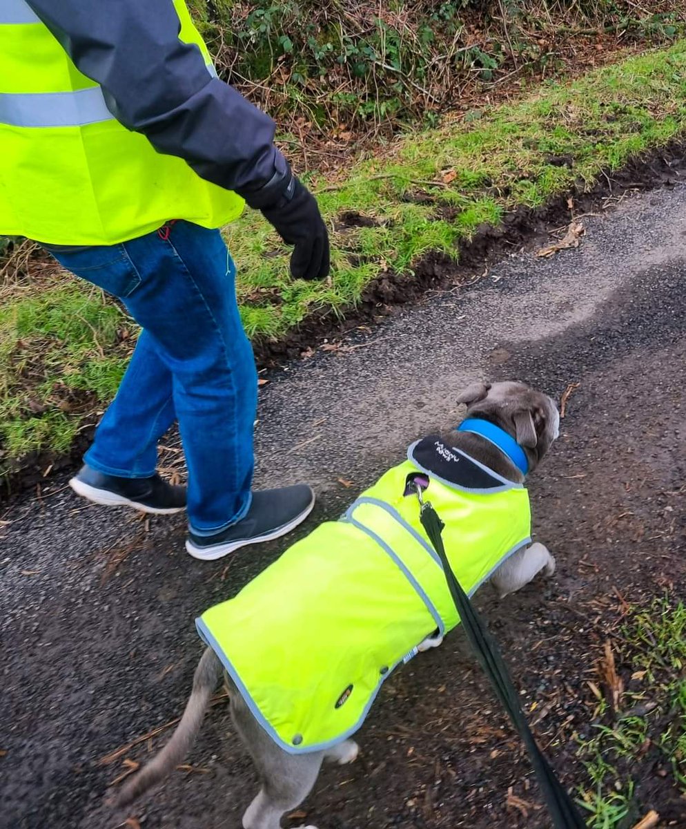 Senior Staffy Club Dog Rescue tweet media