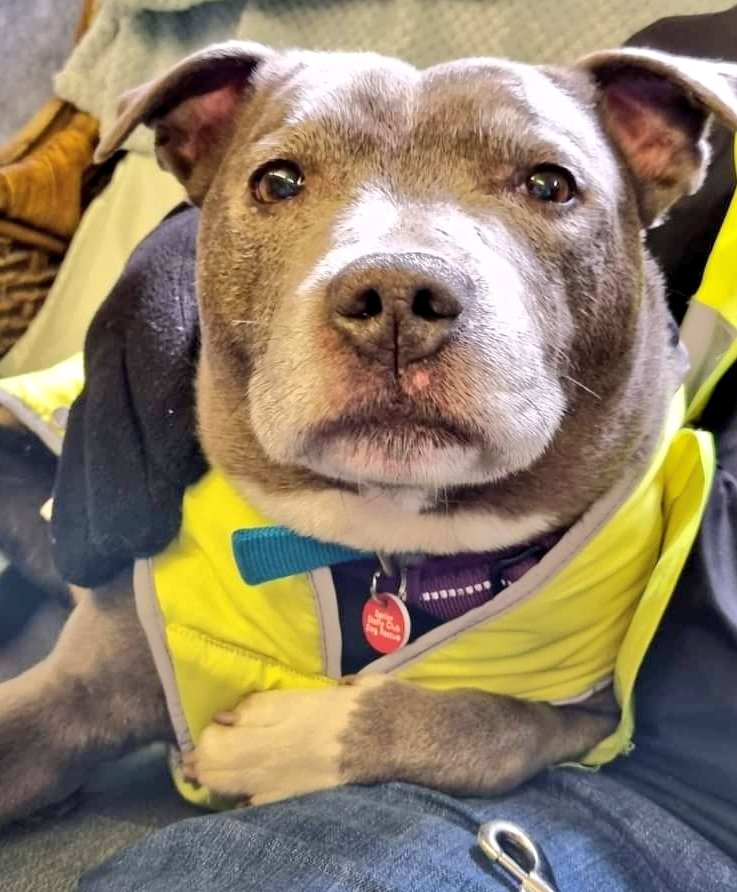 Senior Staffy Club Dog Rescue tweet media