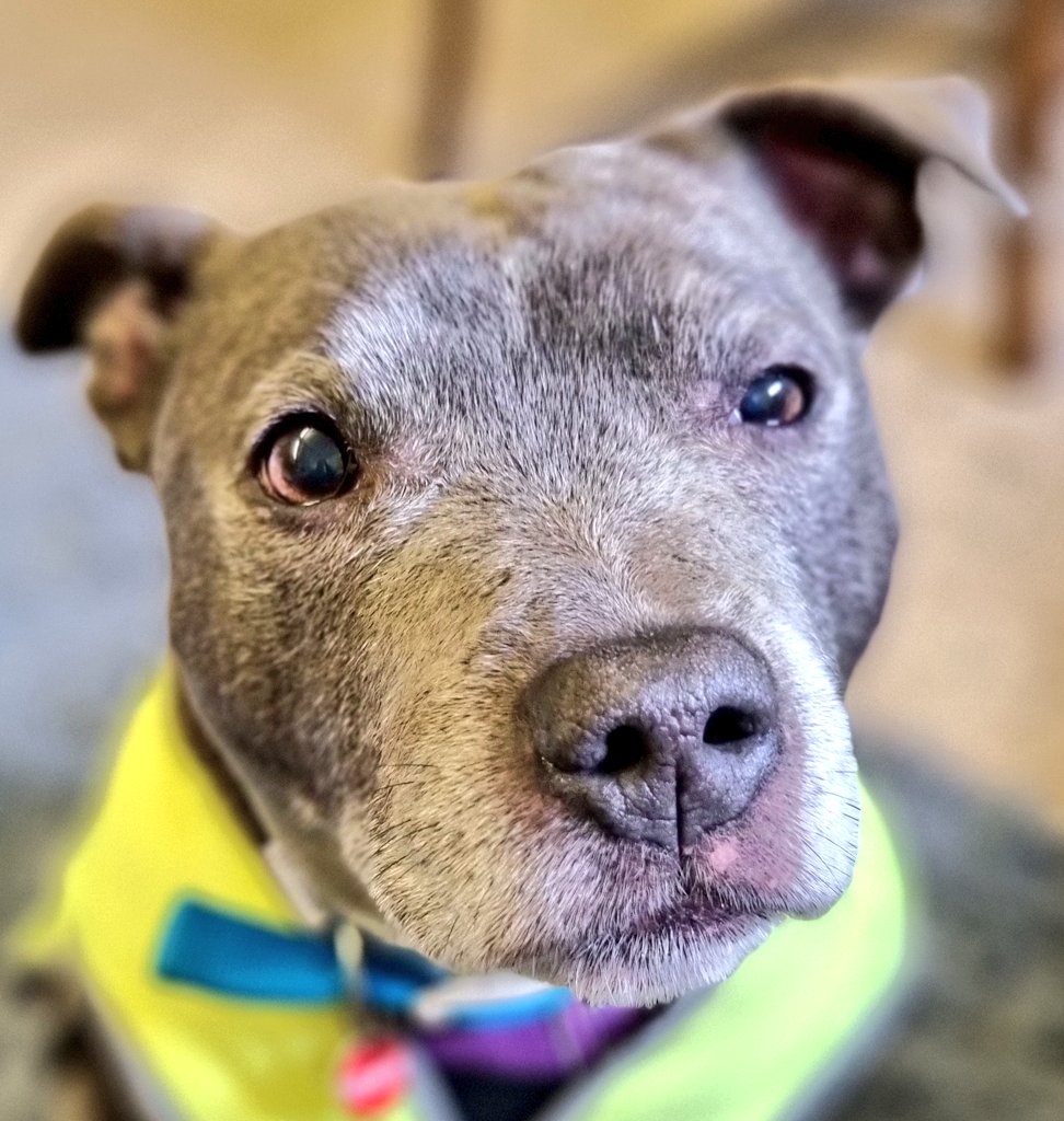 Senior Staffy Club Dog Rescue tweet media