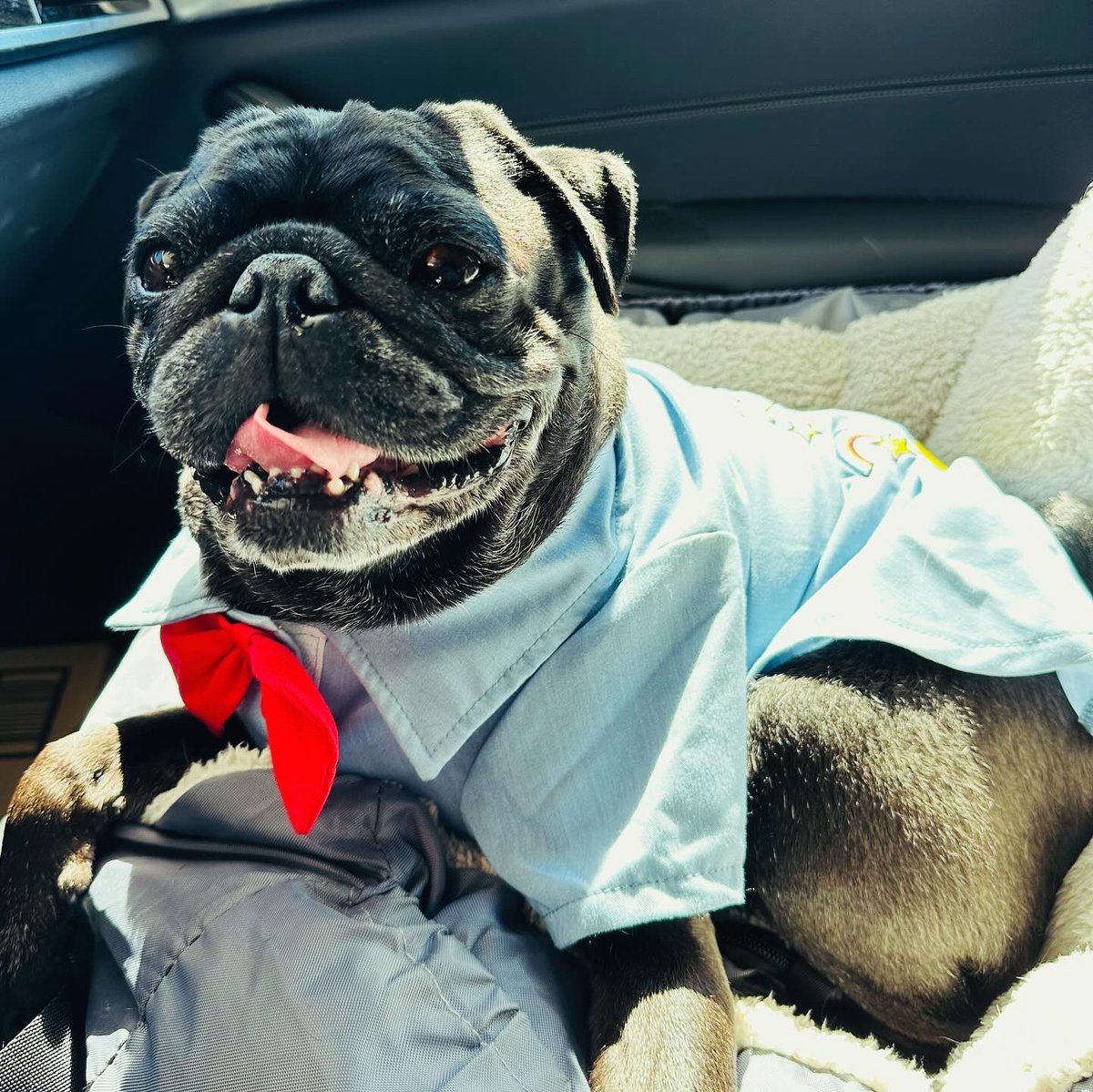 A much deserved snackie after a morning bringing smiles to nursing home residents! 🐾♥️🍗 #chickfila #therapydog #dontshopadopt
