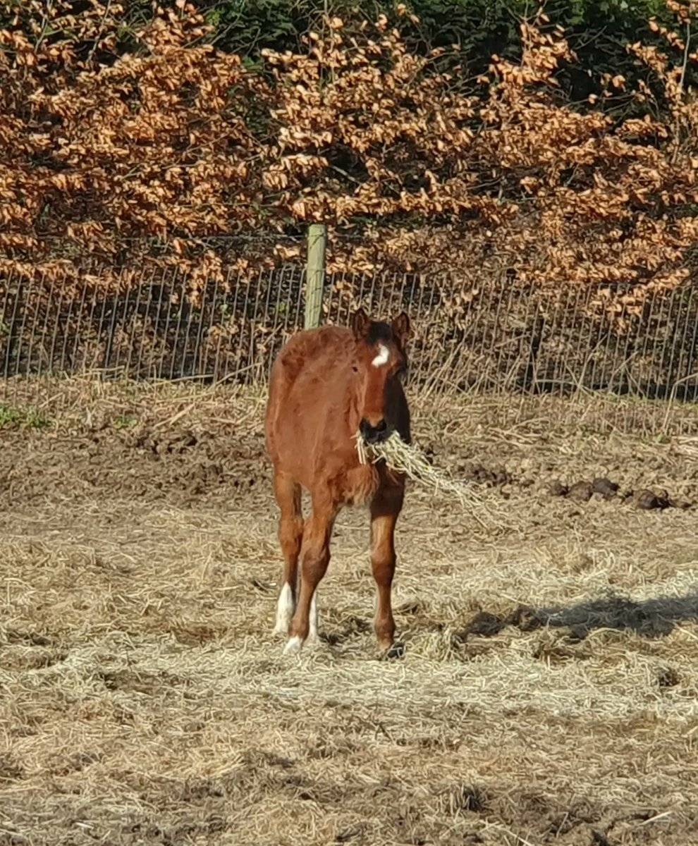 ZhepzyMudRunner's tweet image. 1/29 Pancreatic Cancer fundraiser for Katie ❤️

Quick working lunch #NHS #TWC #TwittaWinterChallenge #SonicWinterSprinters