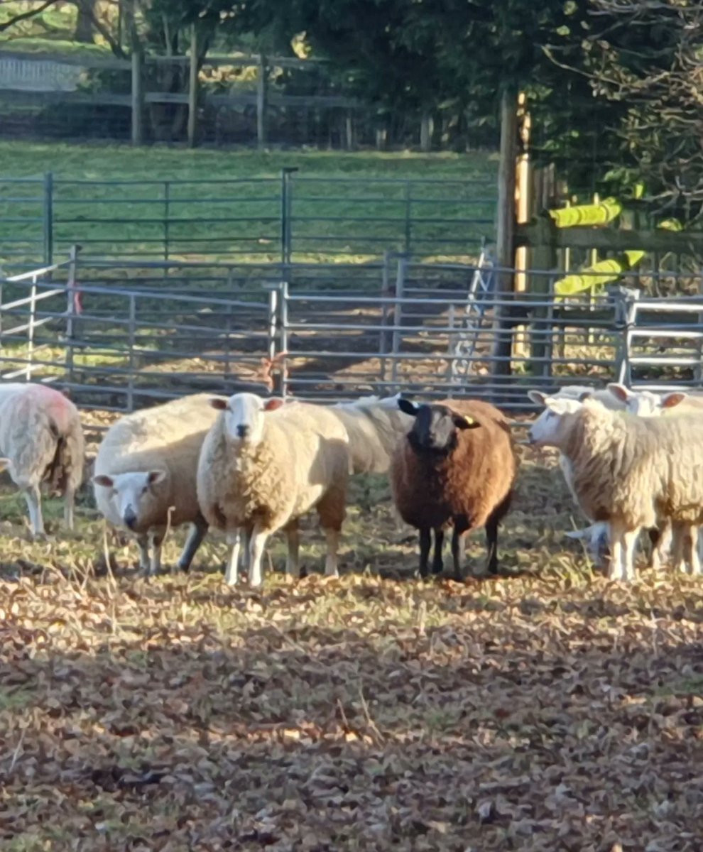 ZhepzyMudRunner's tweet image. 1/29 Pancreatic Cancer fundraiser for Katie ❤️

Quick working lunch #NHS #TWC #TwittaWinterChallenge #SonicWinterSprinters