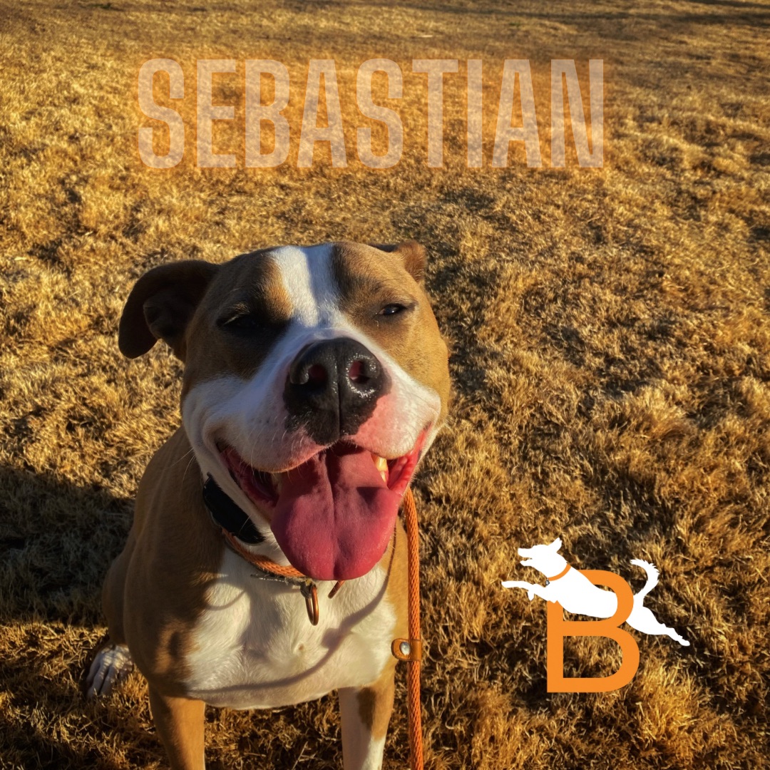 DogBreakthrough's tweet photo. This weeks pupils 
Mabel, Geoffrey, and Sebastian https://t.co/IJXFIfn4kf