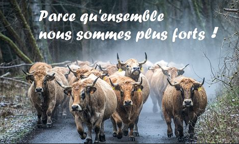 El Chacal tweet media