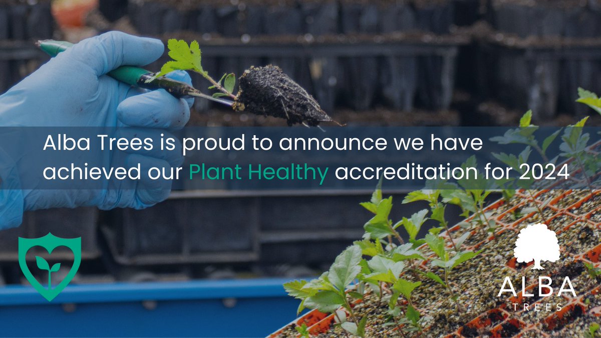 Alba Trees Nursery (@albatrees) on Twitter photo Last week we received our <a href="/beplanthealthy/">beplanthealthy</a> accreditation for 2024! 🎉🎊
Learn more about Alba Trees and our biosecurity here >> albatrees.co.uk/blog/climate-c…
#trees #biosecurity Last week we received our <a href="/beplanthealthy/">beplanthealthy</a> accreditation for 2024! 🎉🎊
Learn more about Alba Trees and our biosecurity here >> albatrees.co.uk/blog/climate-c…
#trees #biosecurity