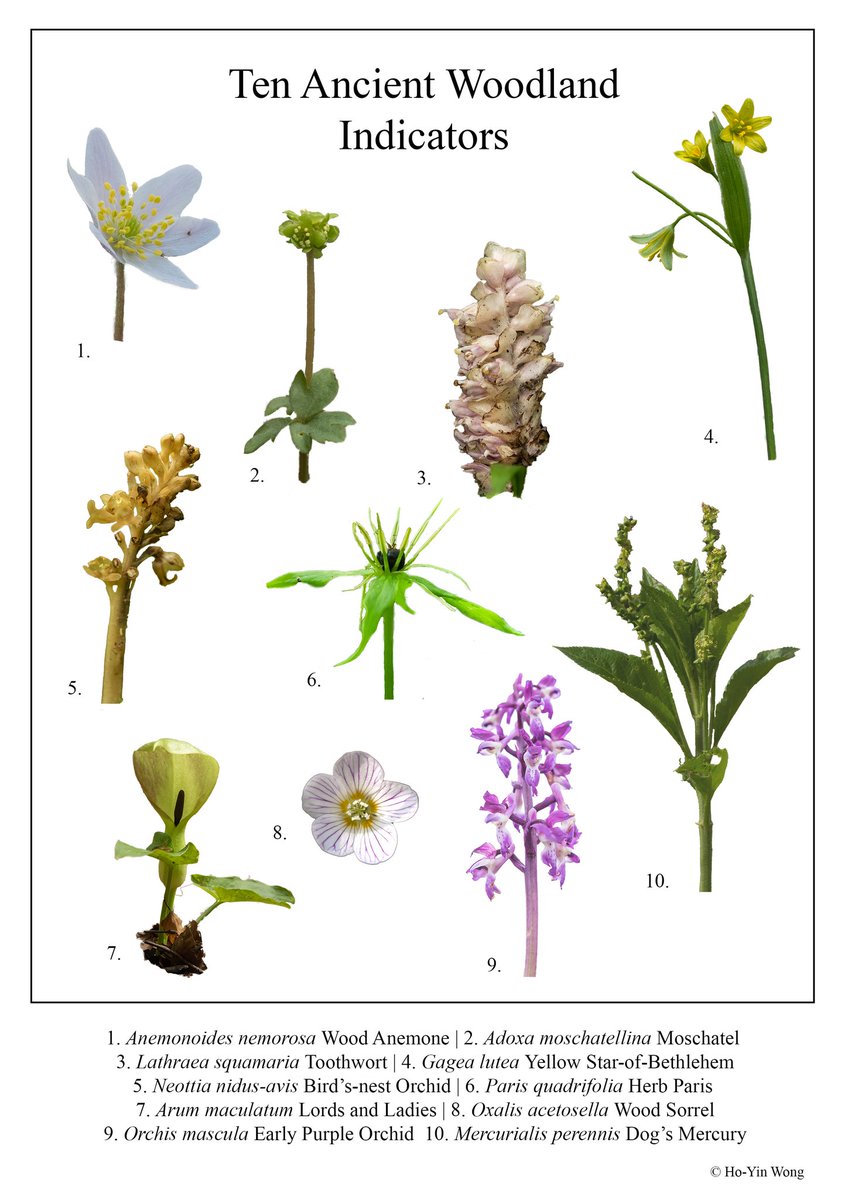 With some free time on my hands, I've been making posters with my photography. Here is one with a selection of ten Ancient Woodland Indicators from the North East. I'm clearly ready for spring to approach now! 🌱 #Botany #AncientWoodlandIndicators #Wildflowers