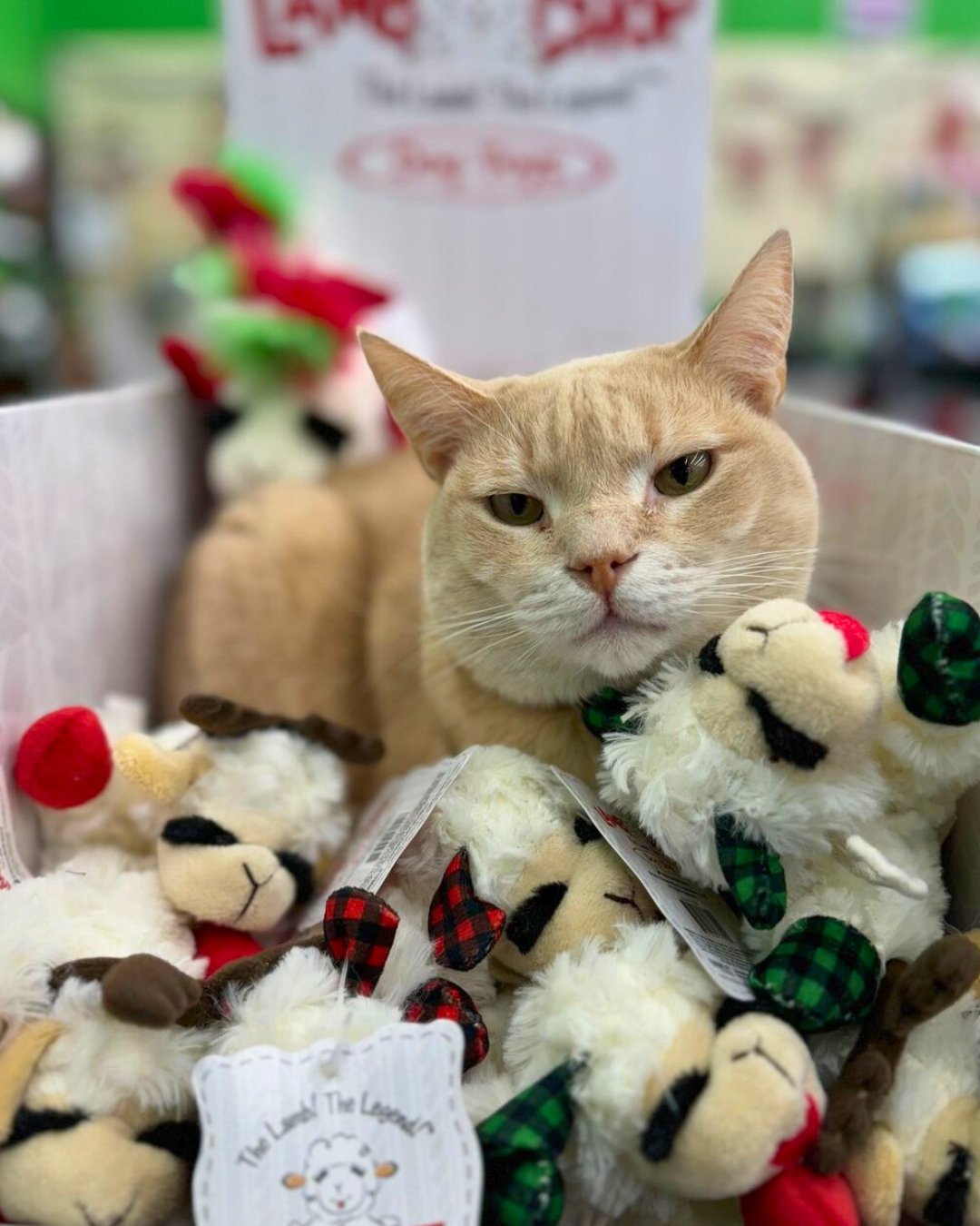 Pet supplies plus hotsell labor day hours