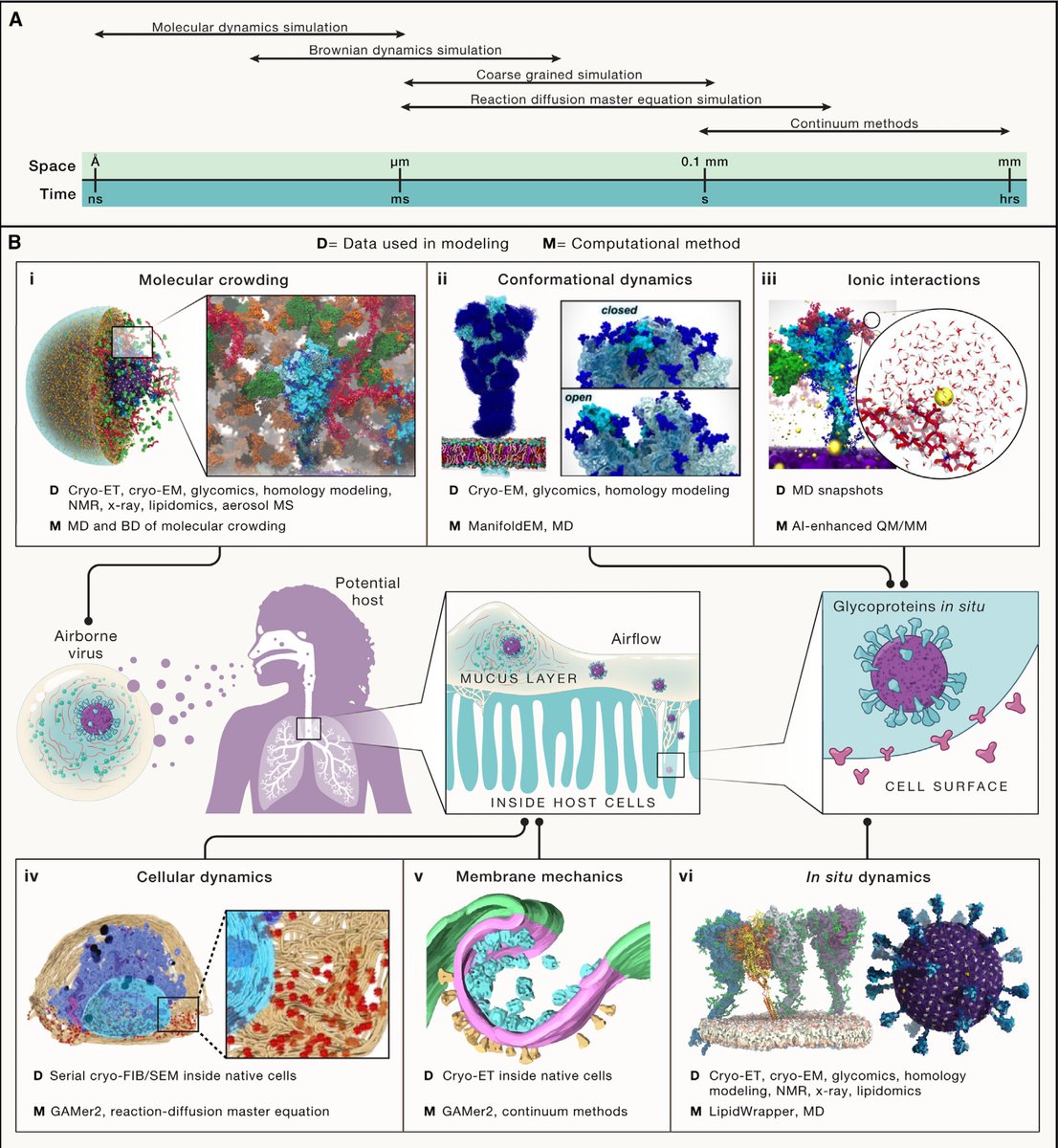 Eric Topol (@erictopol) on Twitter photo "We are standing on the cusp of a new era of biology, where the integration of multimodal structural datasets with multiscale physics-based simulation will enable the development of visible, virtual cells."
cell.com/cell/fulltext/… <a href="/bengeliscious/">Ben Engel</a> <a href="/biozentrum/">Biozentrum, University of Basel</a> <a href="/svenklumpe/">Sven Klumpe</a>
@EM_STP "We are standing on the cusp of a new era of biology, where the integration of multimodal structural datasets with multiscale physics-based simulation will enable the development of visible, virtual cells."
cell.com/cell/fulltext/… <a href="/bengeliscious/">Ben Engel</a> <a href="/biozentrum/">Biozentrum, University of Basel</a> <a href="/svenklumpe/">Sven Klumpe</a>
@EM_STP