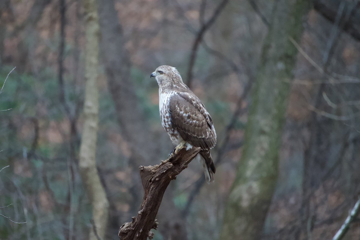Hawk in The Loch! 😁Red-tailed Hawk in Central Park this crisp Thursday morning. #birding #birdwatching #BirdTwitter #centralparkbirds #urbanhawks #birdcpp #rabbitrabbit