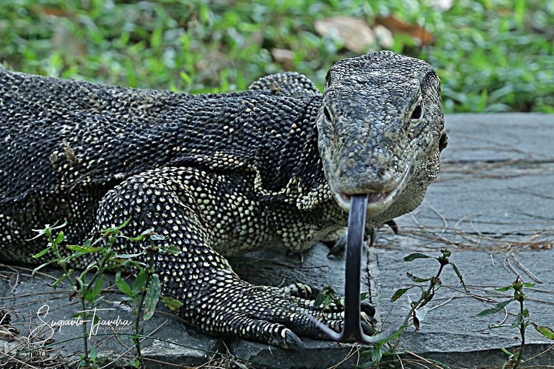 muhammadnahid55's tweet photo. Malay To Bangla:
Biasa-সাধারণ
Biawak-গুইসাপ
Bibir-ঠোট
Bicara-আলোচনা
Bincang-আলোচনা
Bidadari-পরী
#malay #learnlanguages #banglatomalay #banglatomalaytranslation #translation
#necworld #knowledge #malaysia #necworld
#spokenmalay https://t.co/v5k8HEe9Ha