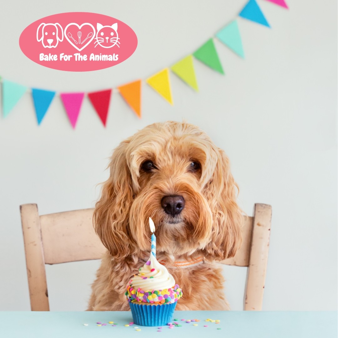 Today is the official launch of Bake for the Animals! We want to know what goodies you'll be baking to help fundraise for the critters in our care. From cupcakes to creme brulee and everything in between! kwsphumane.ca/events/bake-fo…