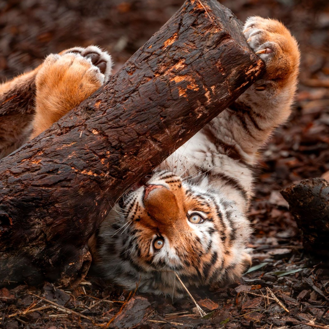 ToledoZoo's tweet photo. Members enjoy more at the Toledo Zoo such as unlimited admission, free parking, extended hours and monthly perks!

Perks in Feb. include: 
🐅 15% discount at all Zoo gift shops
🐅 Exclusive Members only Summer Safari camp registration

Visit https://t.co/a4ML1vCs1m https://t.co/tPPoOOSIXp