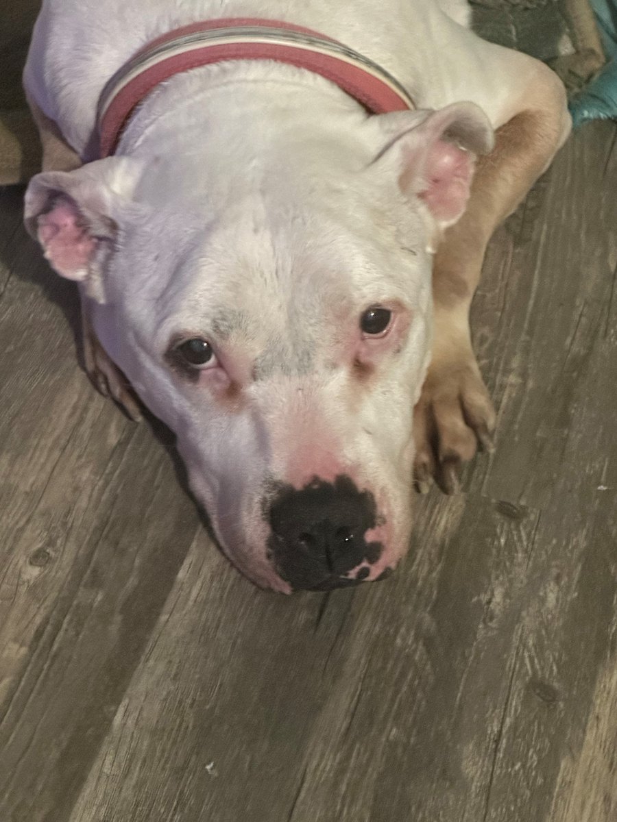 CompanionBridge's tweet image. Keisha’s mom came home to find her unresponsive. She gave Keisha CPR and revived her and a trip to the ER was a quote for more than mom can afford right now. Keisha was sent home with some medications but really needs to be seen and tests run. companionbridge.org/ourstory/keish…