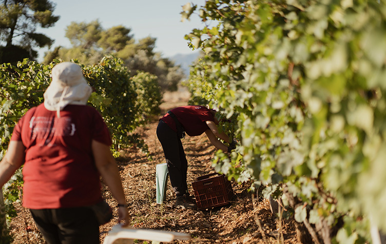 Today, St. Tryphon is celebrated by the winegrowers, who take care of the vineyard all year round with patience and wait for the harvest to reward them for the hard work!