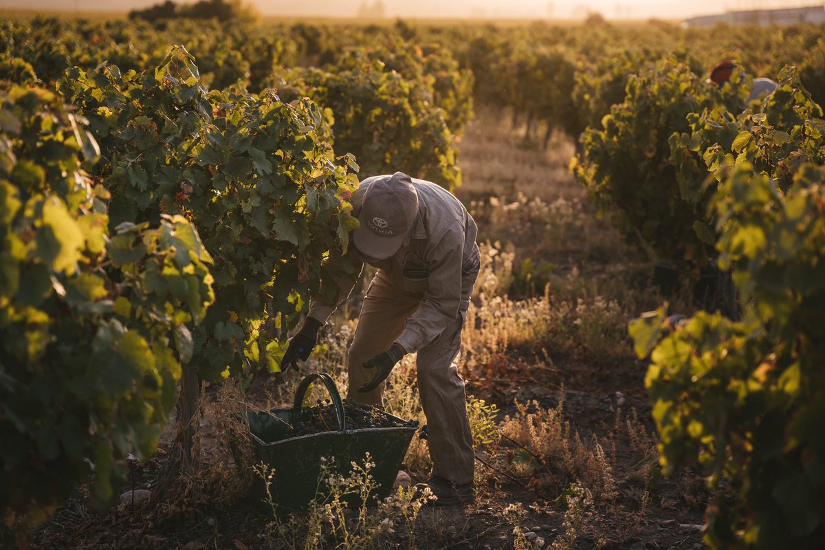 Hoy celebramos a aquellos cuya actitud y talento nos llevan cada día a nuevas alturas.
Feliz día del trabajador vitivinícola!