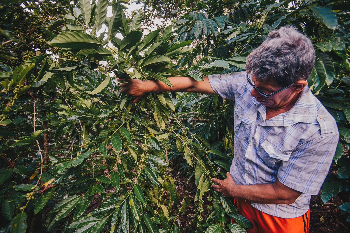 IHSTowers's tweet photo. Congratulations #IHSBrazil for planting over 17,000 seedlings of native and agricultural species in the Amazon region in partnership with the Institute of Conservation and Sustainable Development of the Amazon (Idesam). https://t.co/rsaKla9Byo  #environment #BeyondtheTowers https://t.co/i0ou3Wp2Af
