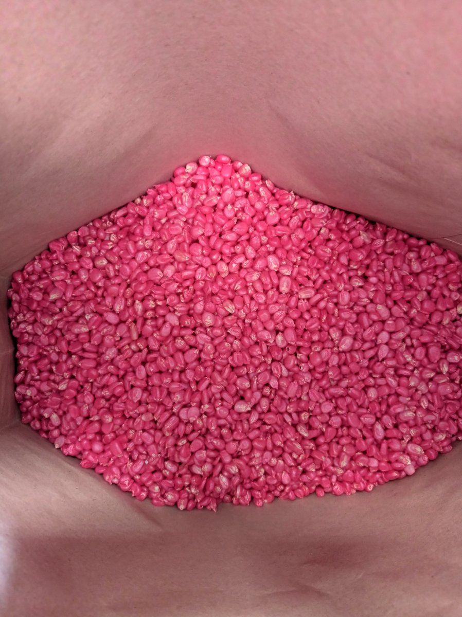 La semilla Danac cuenta con una genética mejorada, germinación >90% y alto vigor, ofrecida al mercado en un empaque atractivo de 20 kg o de 60.000 semillas, con tallas uniformes y un tratamiento que contiene polímeros, insecticidas, fungicidas y bioestimulantes.