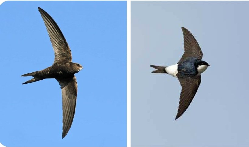 To help #Swifts & #HouseMartins *protection* of existing colonies is essential. #localauthorities #housingassociations #homeowners We can create new colonies with boxes & #swiftbricks on new builds #developers #architects #ecologists please include them. #urbanbiodiversity
