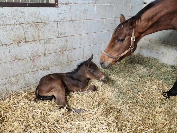 LNJ Foxwoods tweet media