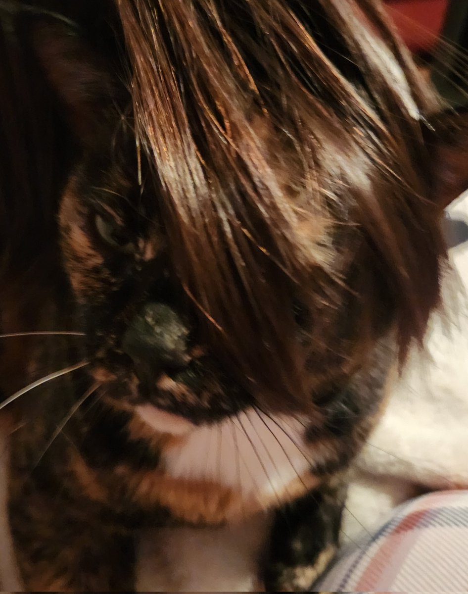 lovelybiscuits3's tweet photo. My cat wanted to cosplay as Wonderland Seonghwa #ateez #Seonghwa #emocat https://t.co/tKlHUXwuhn
