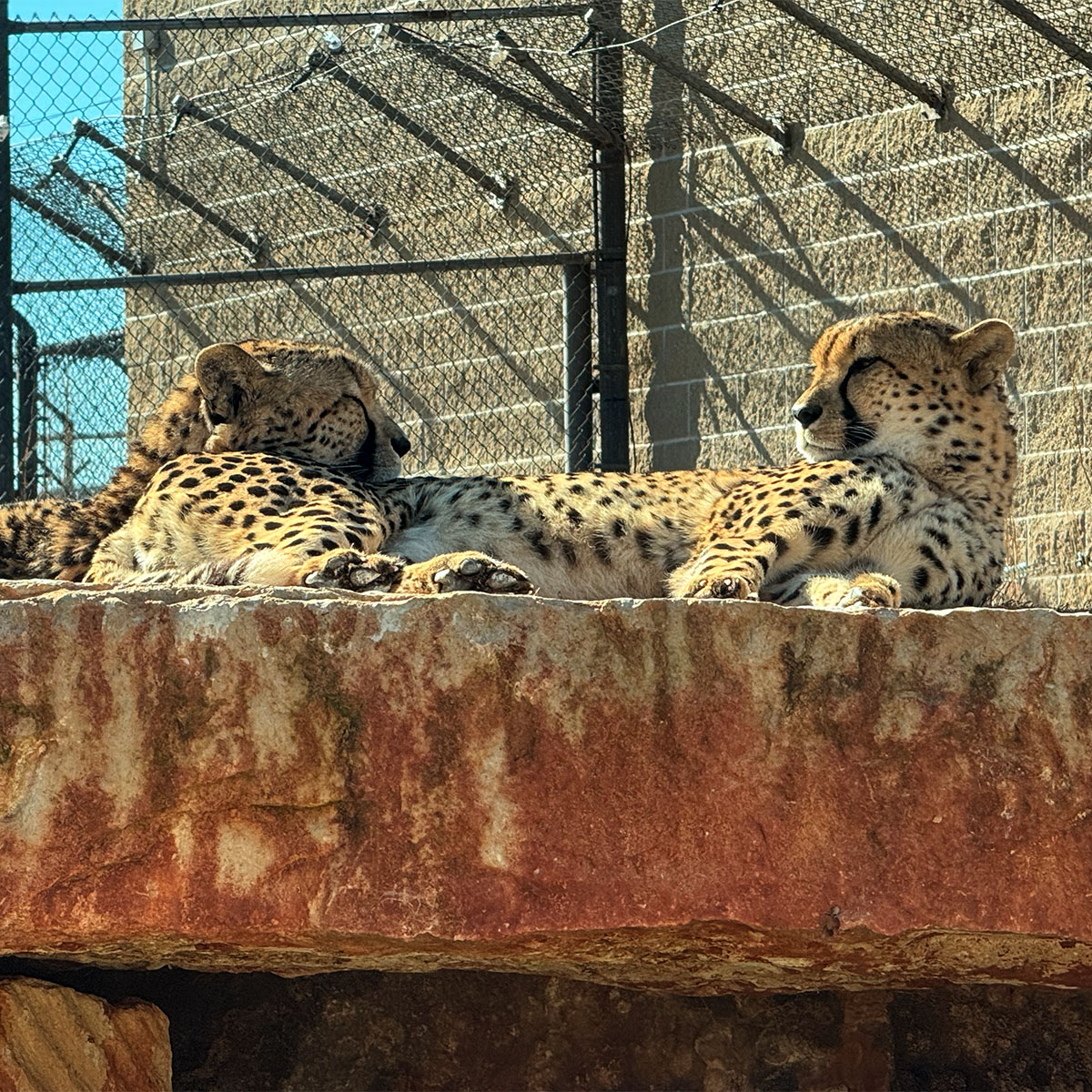 OKCTalk's tweet photo. The @okczoo has ended winter hours early; now open 9A-5P daily.  Old Aquaticus continues to down for a new marine mammal and penguin exhibit. New Expedition Africa is largely open. https://t.co/qlla3Dadue