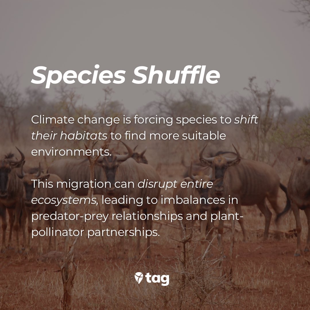 TakeActionEdu's tweet photo. 🤓 Did you know? Climate change affects more than just temperature. From impacting ecosystems to global initiatives, there's a world of fascinating facts. Let's learn together and be inspired to take action! 🌎🔍 #ClimateFacts #LearnAndAct https://t.co/Lxqp51j1Tn
