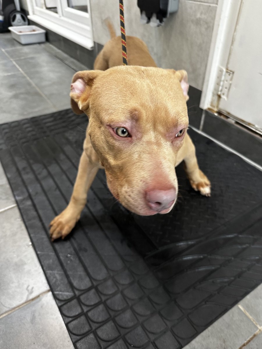 AdoptionsUk's tweet image. URGENT, please retweet to HELP FIND THE OWNER OR A RESCUE SPACE FOR THIS STRAY/ABANDONED DOG FOUND #WESTDRAYTON #HILLINGDON #LONDON  #UK 🆘
⭐️This council pound will not allow the public to adopt Male American Bulldog aged 6 months,  chip not registered, found 25 January.  Now in