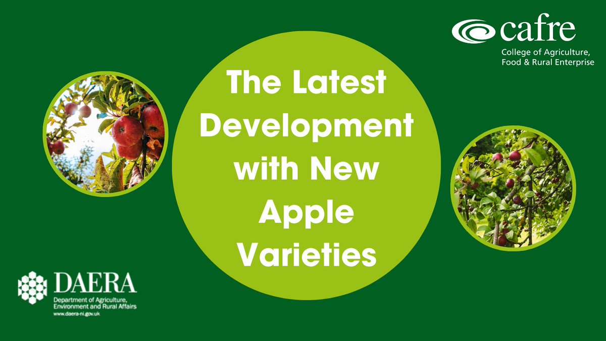 CAFRE will be hosting Peter Breach, MD of J R Breach on Mon 12 Feb, 7-9pm at Armagh City Hotel. Peter will present the latest developments of new apple varieties & share the latest finding from rootstock trials & alternative options for staking. Read more cafre.ac.uk/events/the-lat…